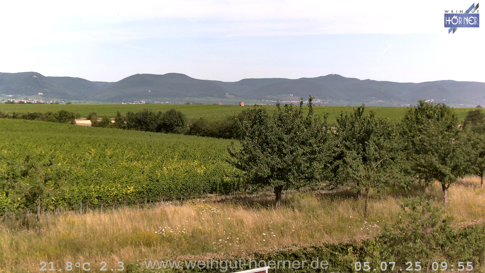 Webcam Weinberge Hochstadt
