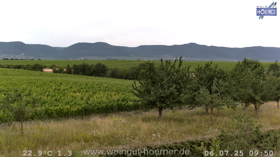 Webcam Weinberge Hochstadt