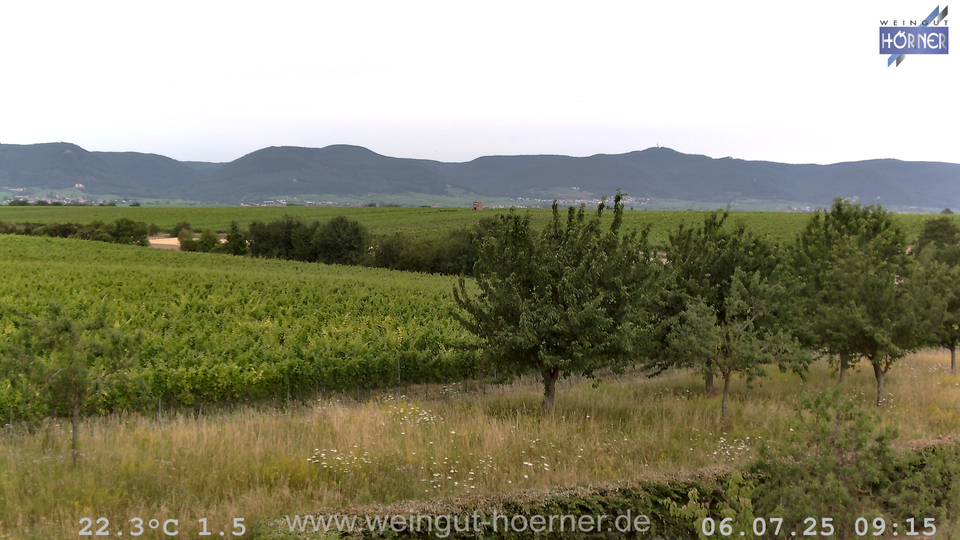 Webcam Weinberge Hochstadt