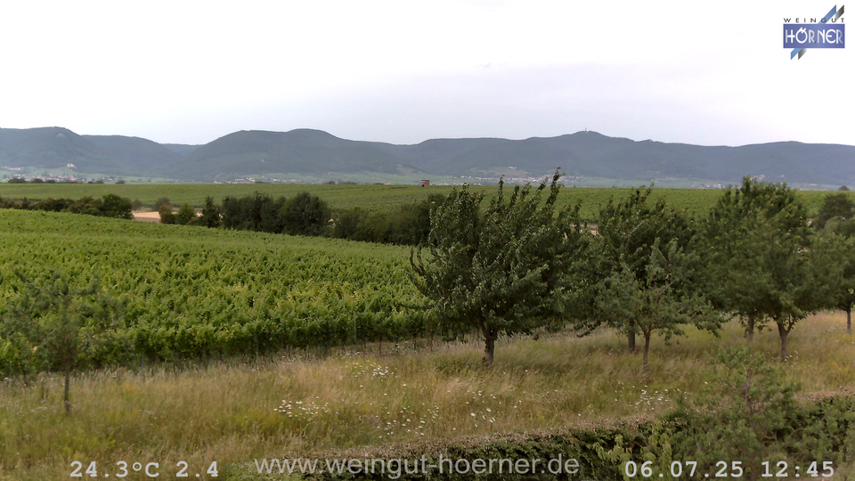 Webcam Weinberge Hochstadt