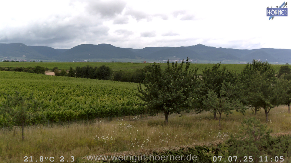 Webcam Weinberge Hochstadt