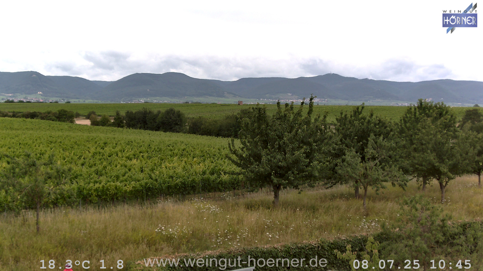 Webcam Weinberge Hochstadt