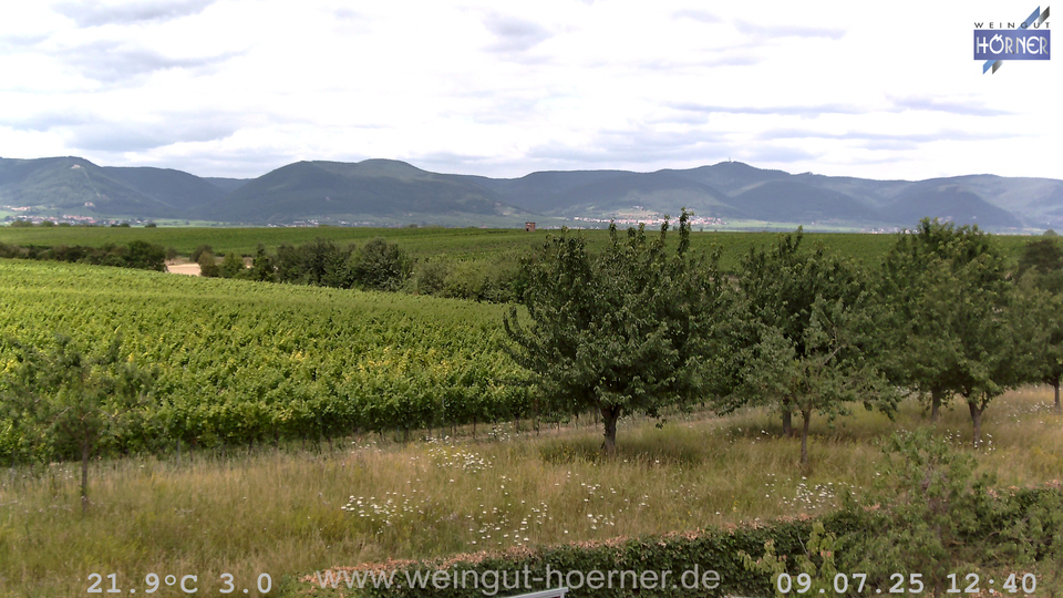 Webcam Weinberge Hochstadt