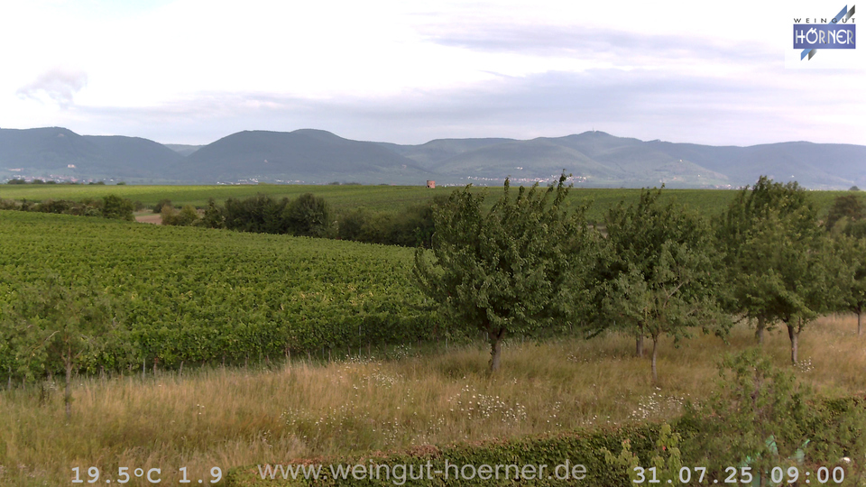 Webcam Weinberge Hochstadt