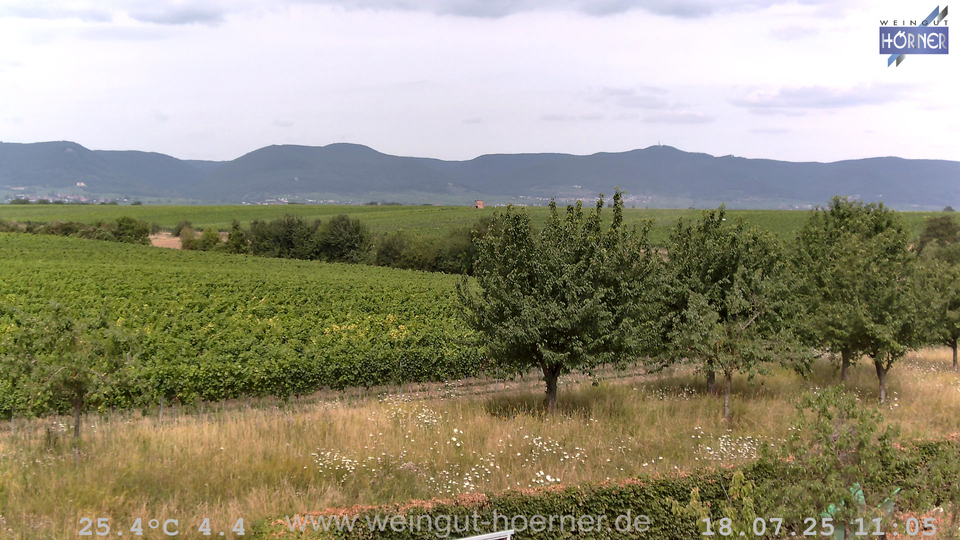 Webcam Weinberge Hochstadt