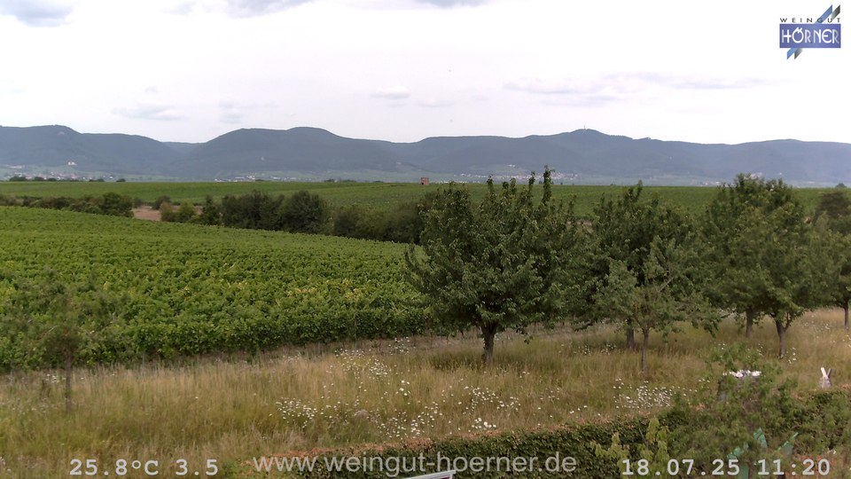 Webcam Weinberge Hochstadt