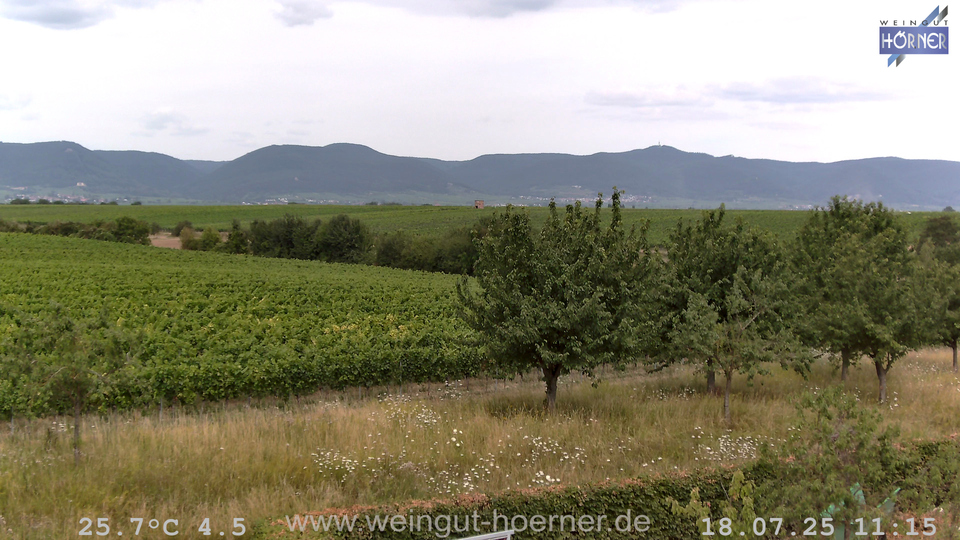 Webcam Weinberge Hochstadt