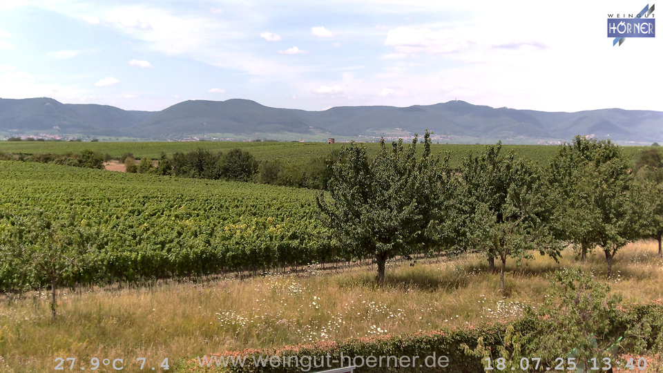Webcam Weinberge Hochstadt