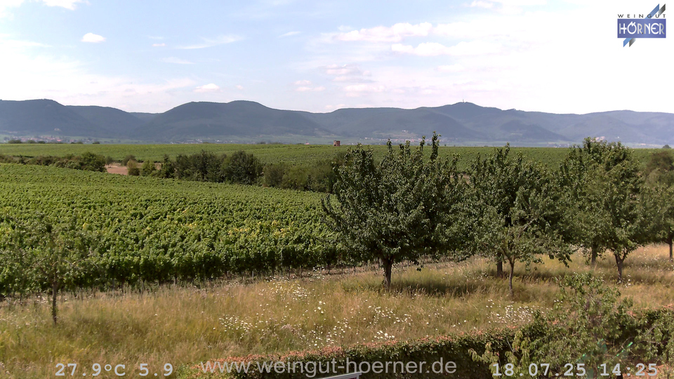 Webcam Weinberge Hochstadt