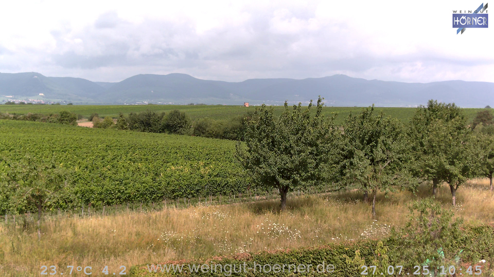 Webcam Weinberge Hochstadt