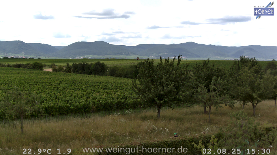 Webcam Weinberge Hochstadt