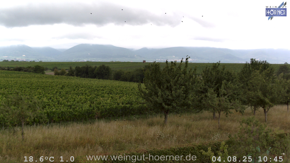 Webcam Weinberge Hochstadt
