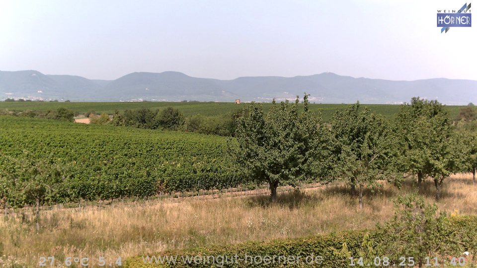 Webcam Weinberge Hochstadt