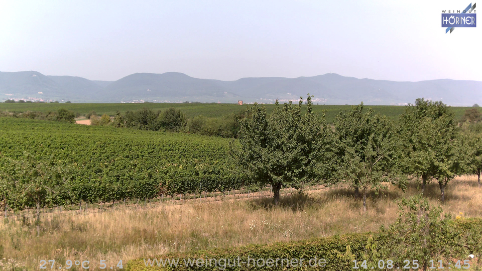 Webcam Weinberge Hochstadt