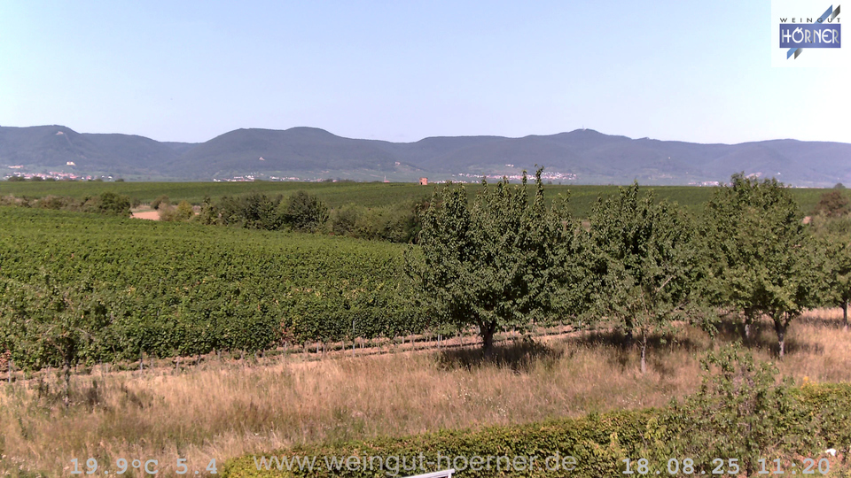 Webcam Weinberge Hochstadt