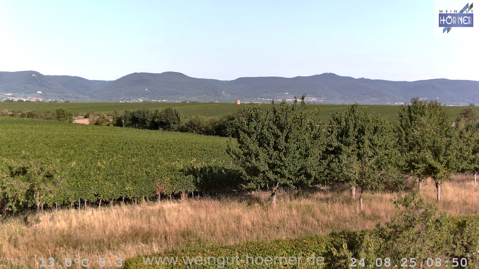 Webcam Weinberge Hochstadt