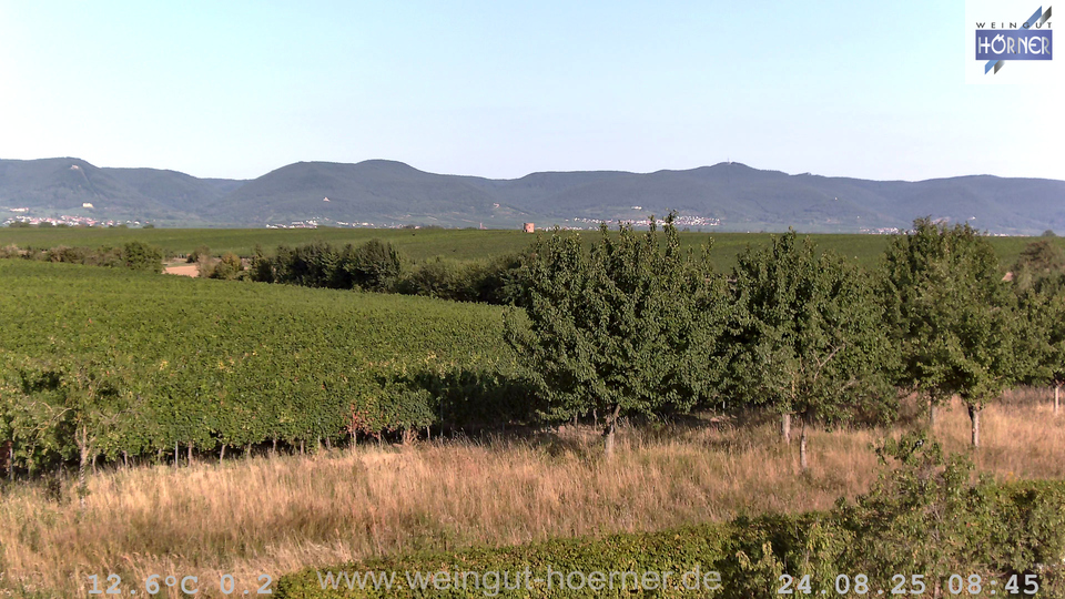 Webcam Weinberge Hochstadt