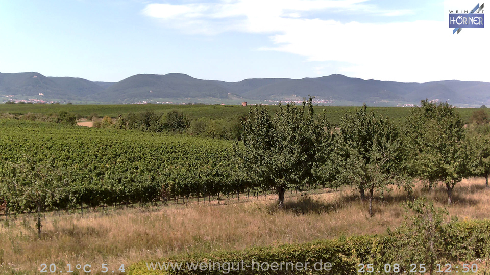 Webcam Weinberge Hochstadt