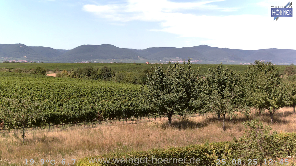 Webcam Weinberge Hochstadt