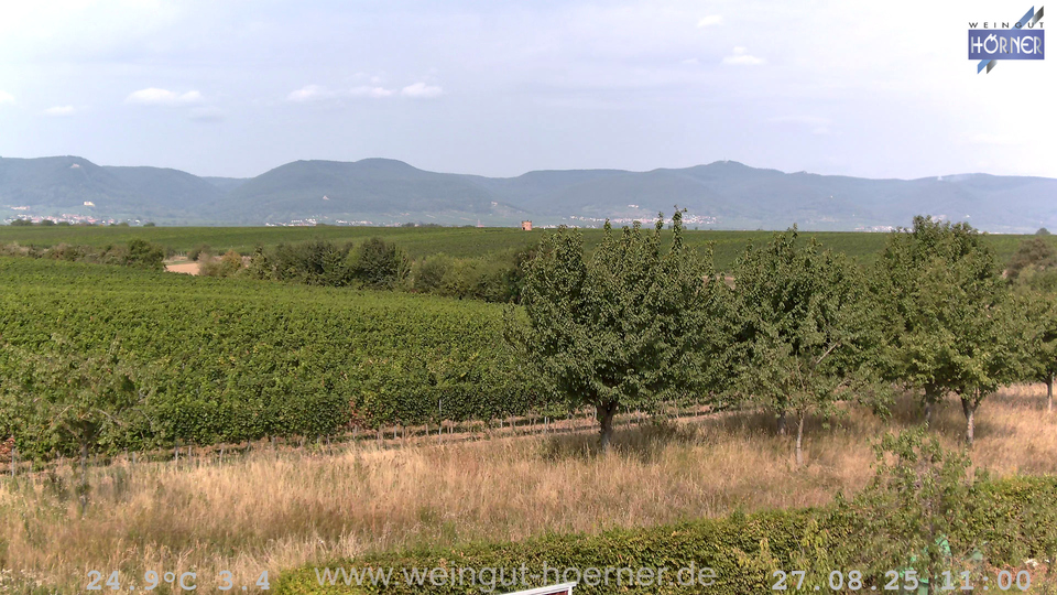 Webcam Weinberge Hochstadt