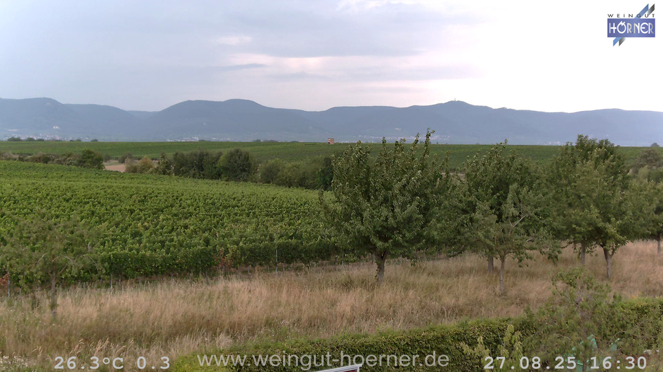 Webcam Weinberge Hochstadt