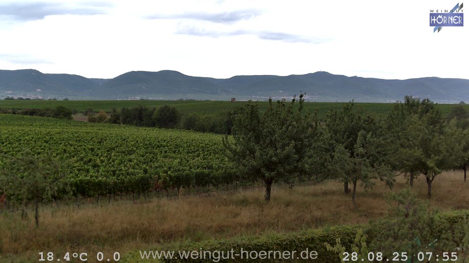 Webcam Weinberge Hochstadt