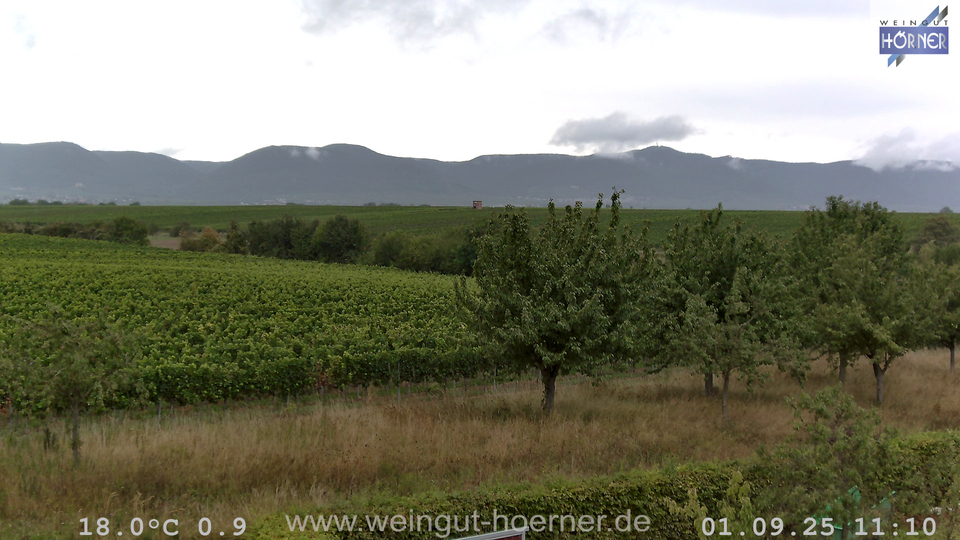Webcam Weinberge Hochstadt