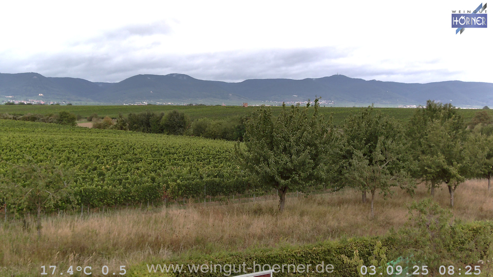 Webcam Weinberge Hochstadt