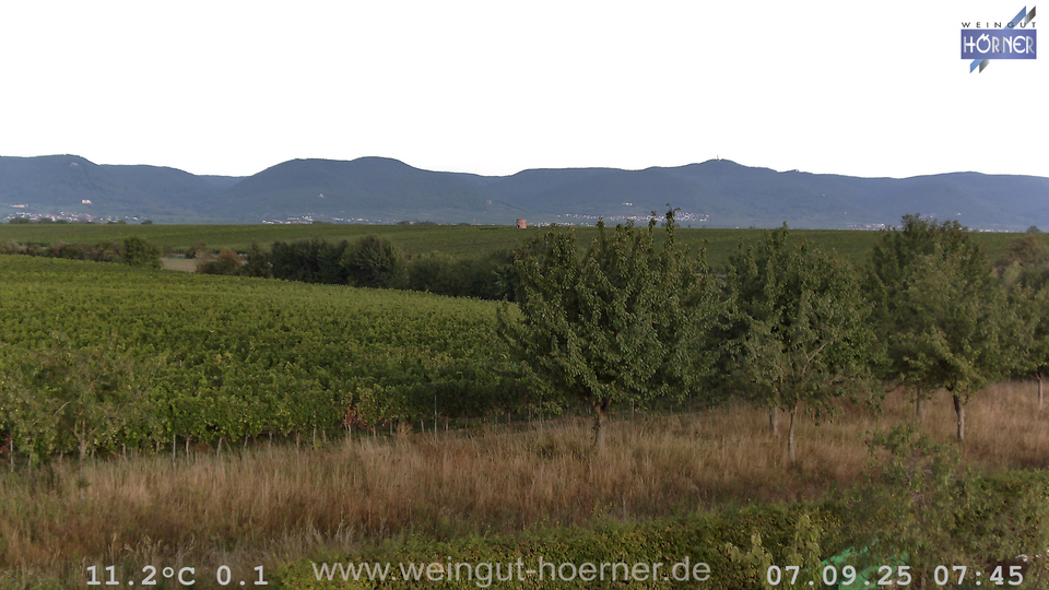Webcam Weinberge Hochstadt