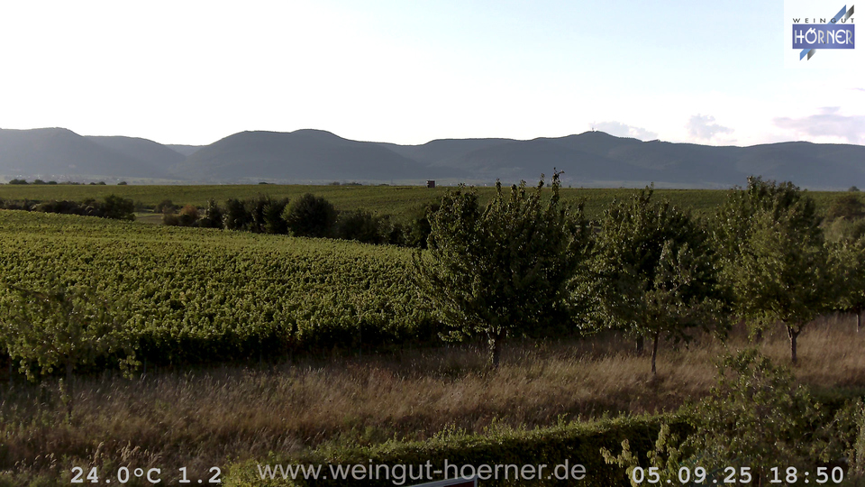 Webcam Weinberge Hochstadt