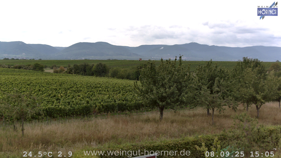 Webcam Weinberge Hochstadt