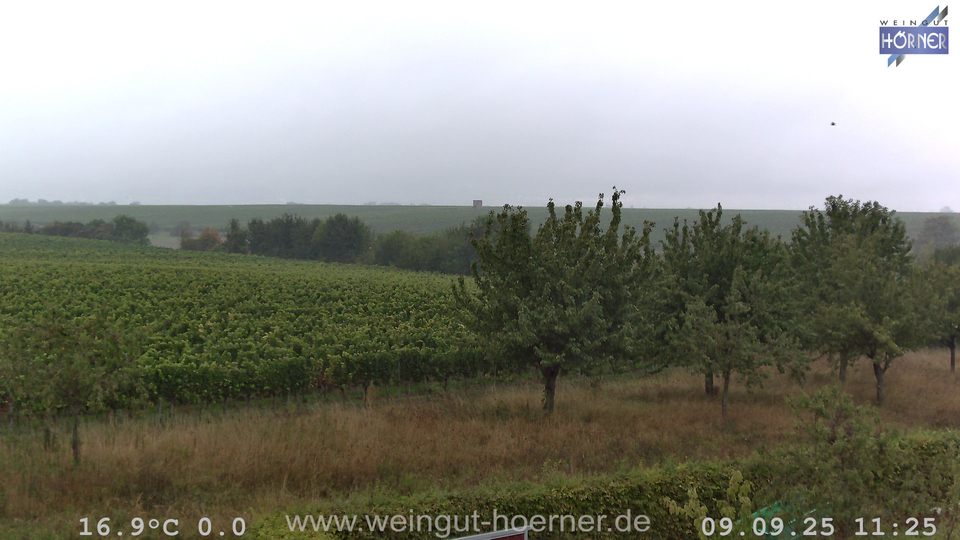Webcam Weinberge Hochstadt