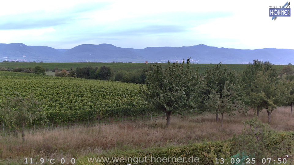 Webcam Weinberge Hochstadt