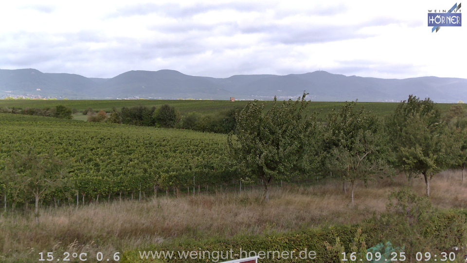 Webcam Weinberge Hochstadt