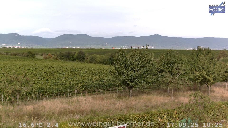 Webcam Weinberge Hochstadt