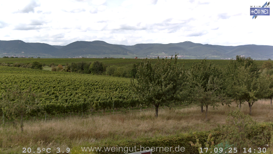 Webcam Weinberge Hochstadt