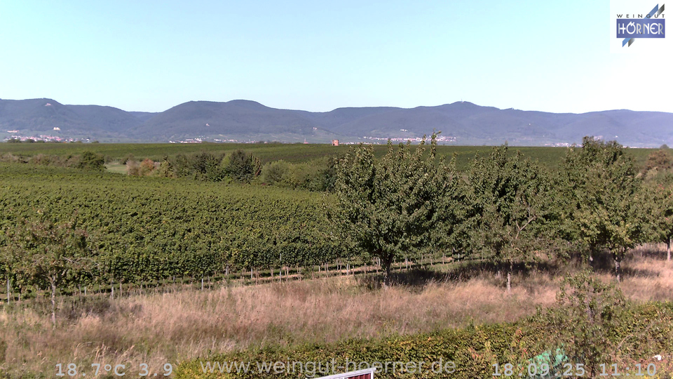 Webcam Weinberge Hochstadt