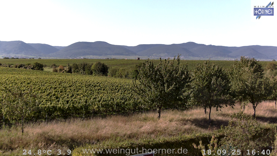 Webcam Weinberge Hochstadt
