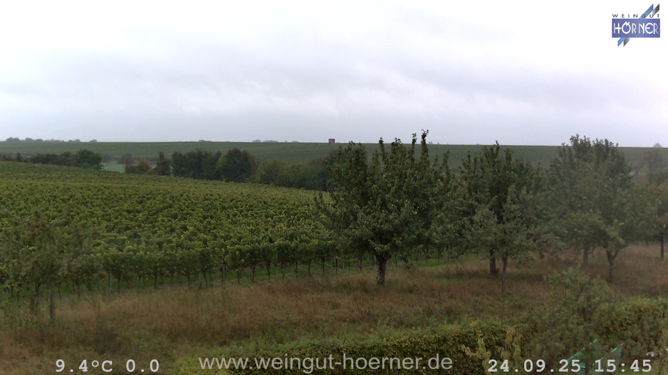 Webcam Weinberge Hochstadt