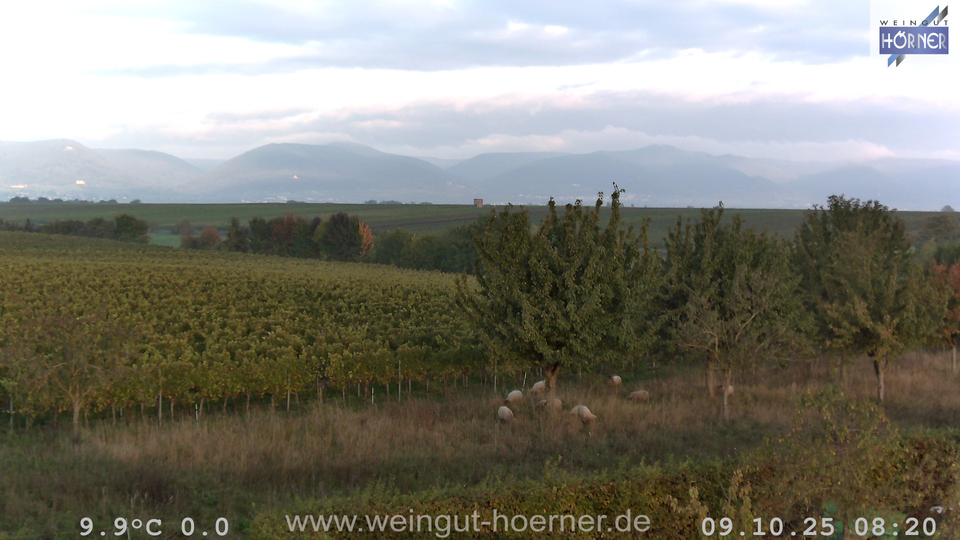 Webcam Weinberge Hochstadt