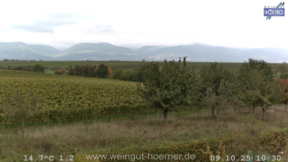 Webcam Weinberge Hochstadt