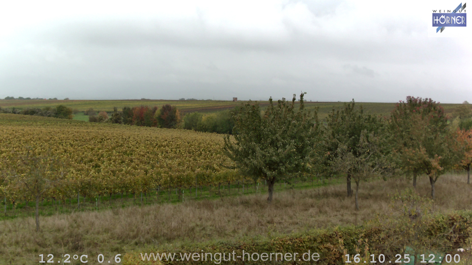 Webcam Hochstadt Pfalz aktuell Webcam Weinberge Hochstadt