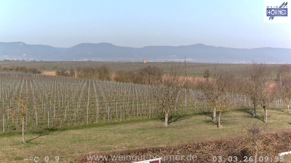 Webcam Weinberge Hochstadt