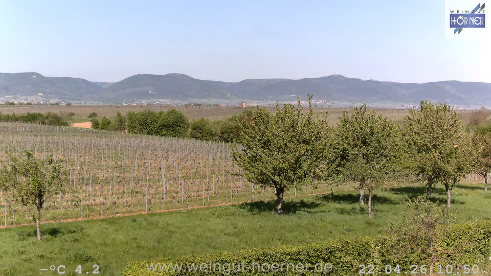 Webcam Weinberge Hochstadt