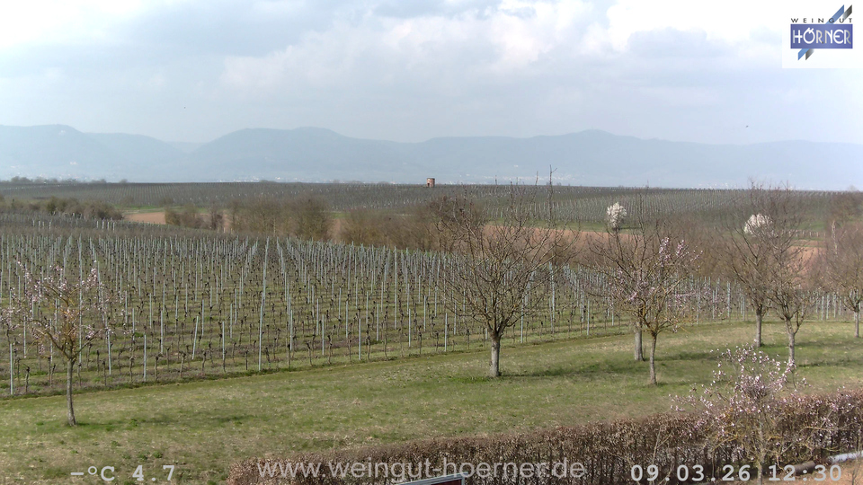 Webcam Weinberge Hochstadt