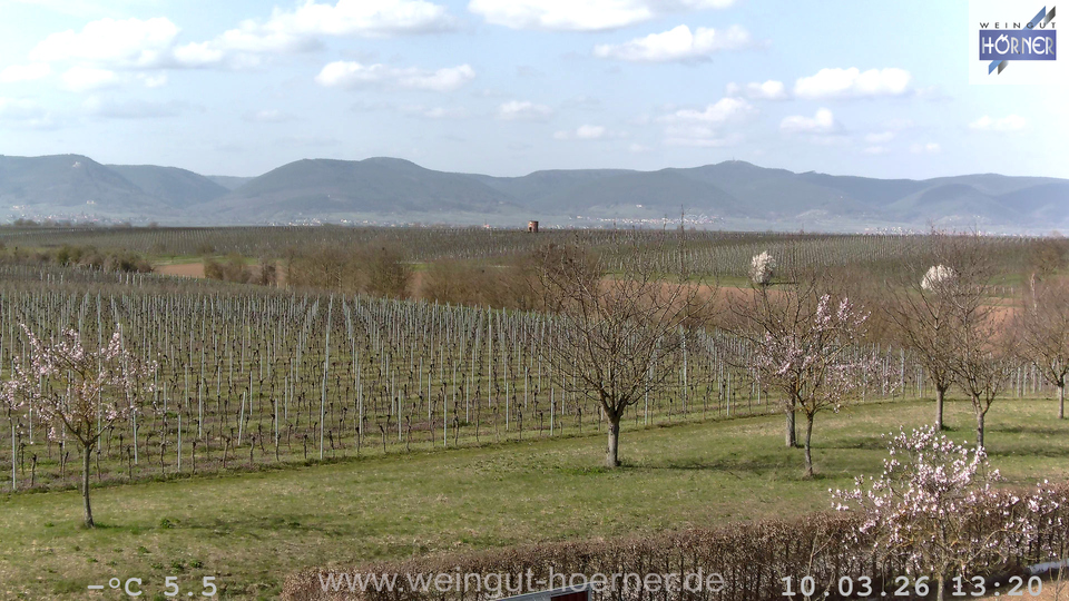 Webcam Weinberge Hochstadt