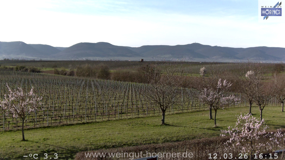 Webcam Weinberge Hochstadt