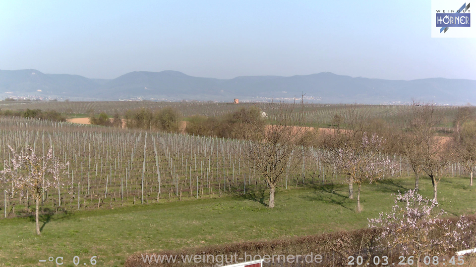 Webcam Weinberge Hochstadt