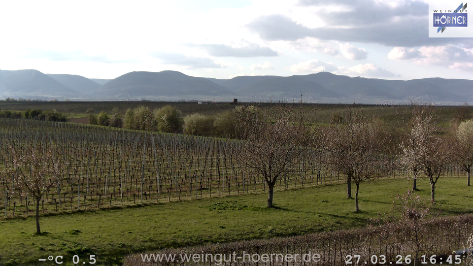 Webcam Weinberge Hochstadt