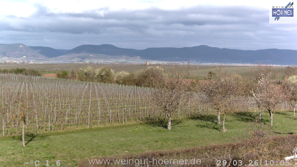 Webcam Weinberge Hochstadt
